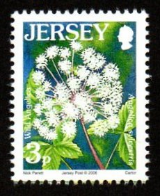 2006 Jersey Wild Angelica Flower #ABR-38