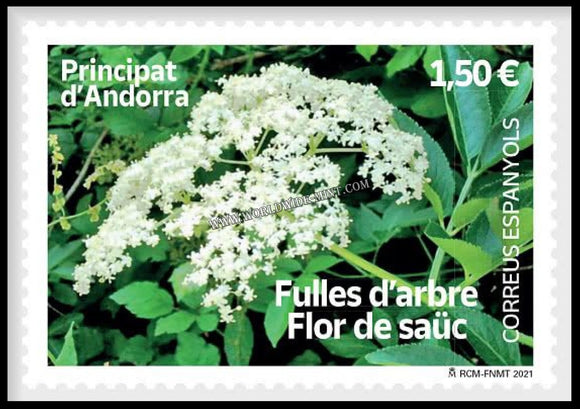 2021 ANDORRA Elder Flower #AND511