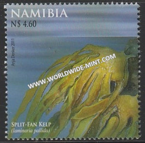 2011 Namibia - Marine life of Namibia - Kelp Sea Algae